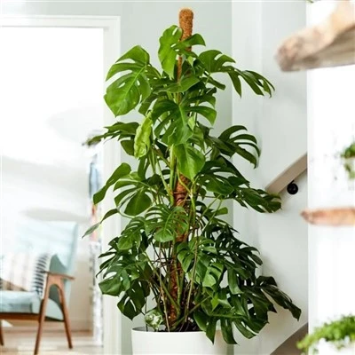 Coco Pole 60cm